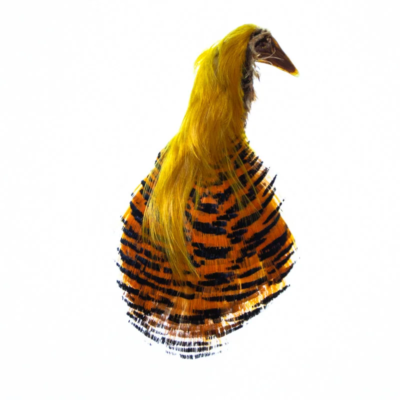 Ice fishing line strength-Golden Pheasant Complete Head